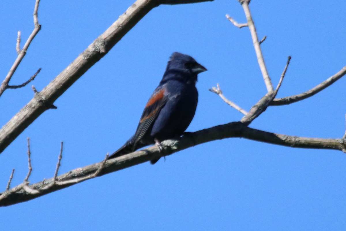 Blue Grosbeak - ML231762061