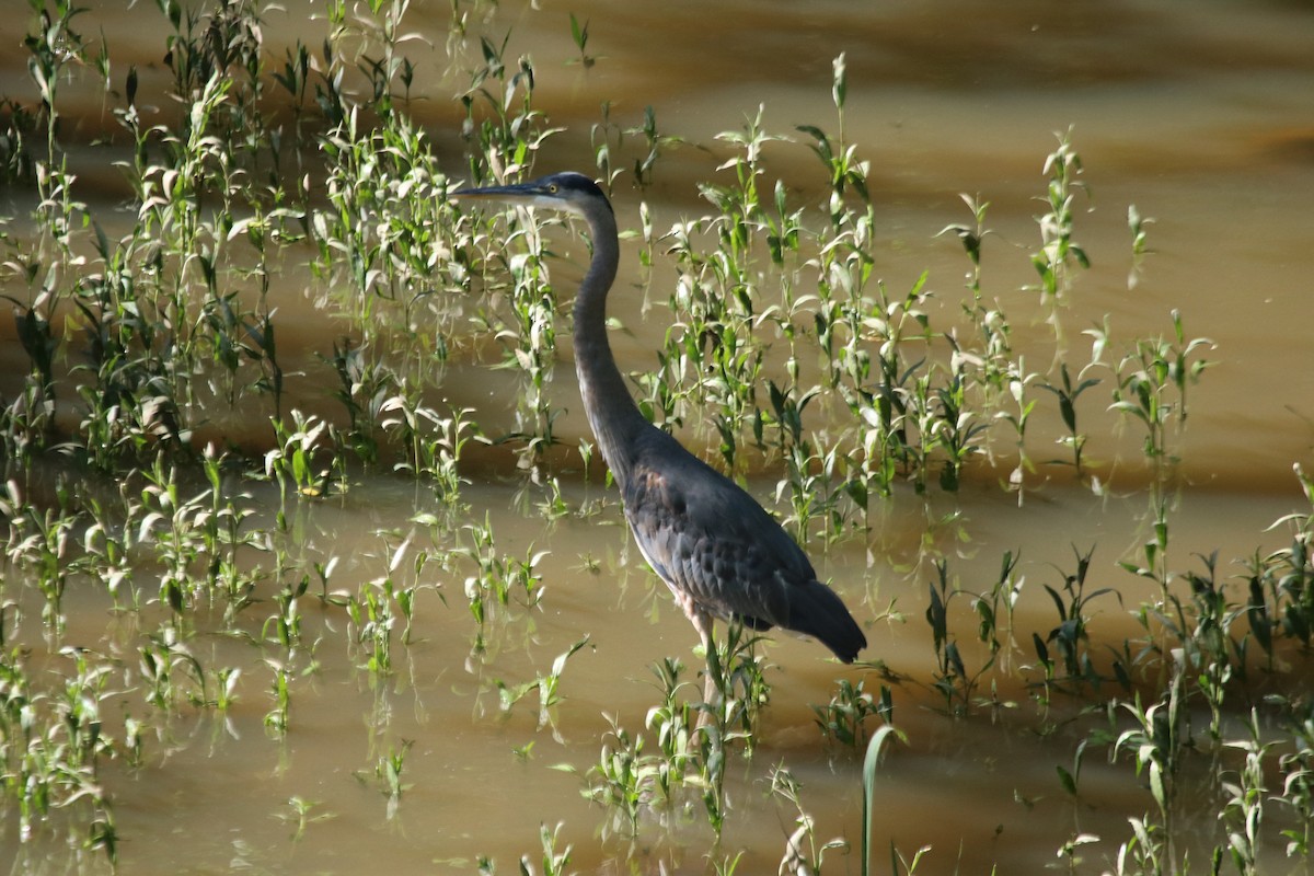 Great Blue Heron - ML231762131