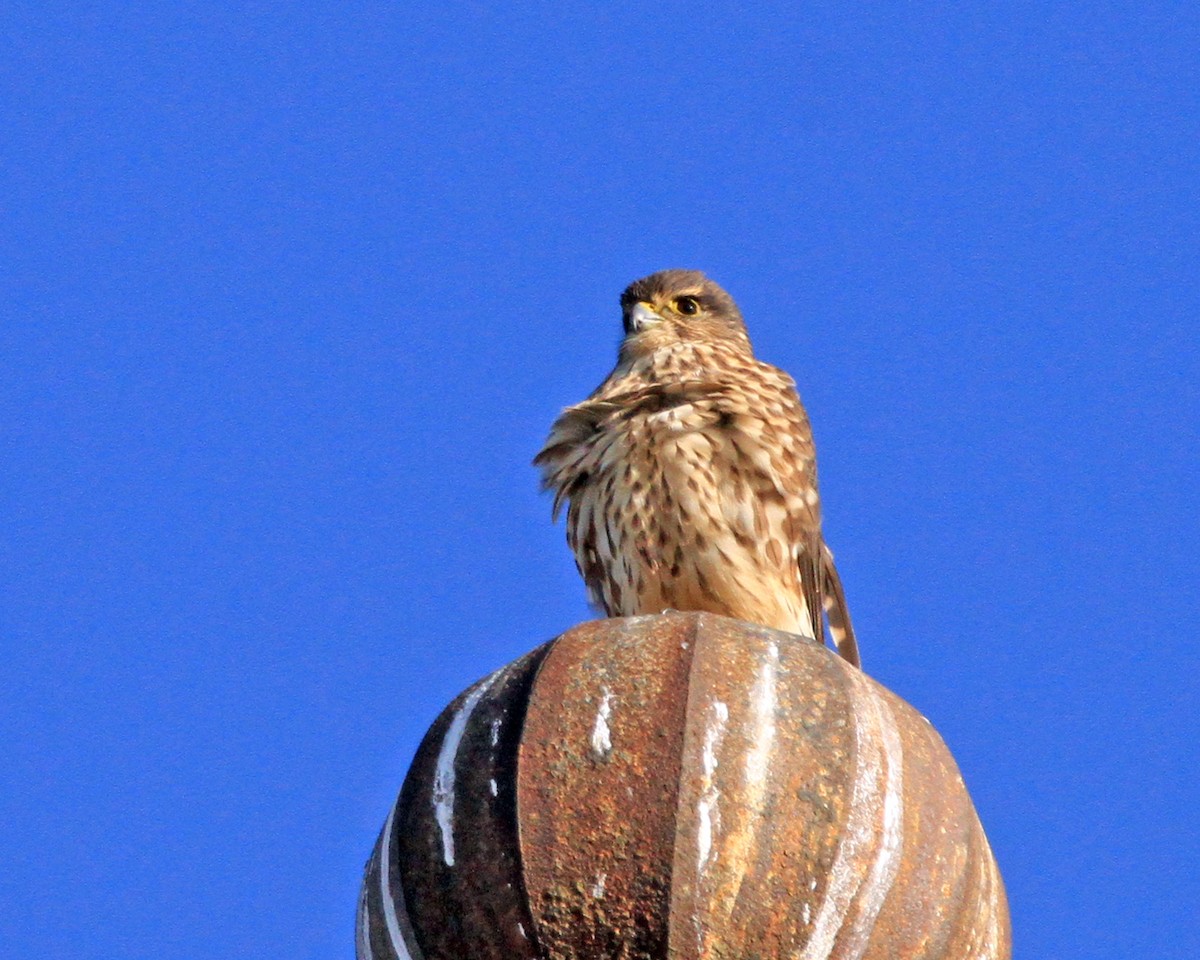 dřemlík tundrový - ML231763251