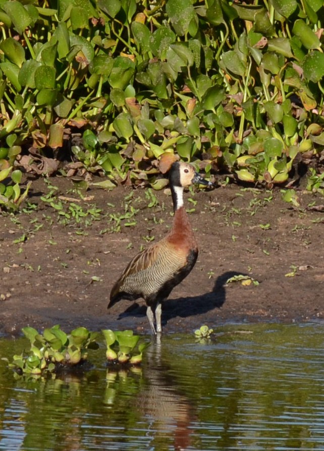 Black-bellied Whistling-Duck - ML231763581