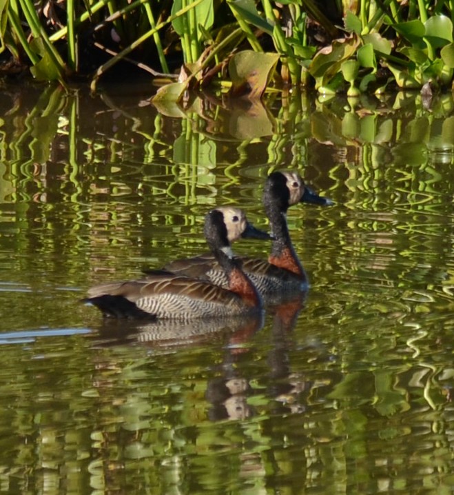 Black-bellied Whistling-Duck - Eugenia Boggiano