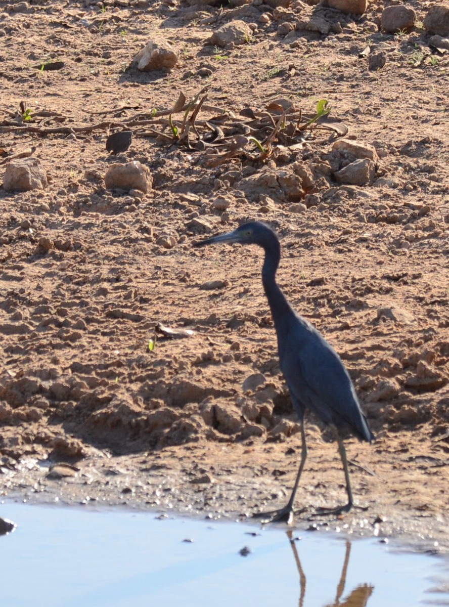 Little Blue Heron - Eugenia Boggiano