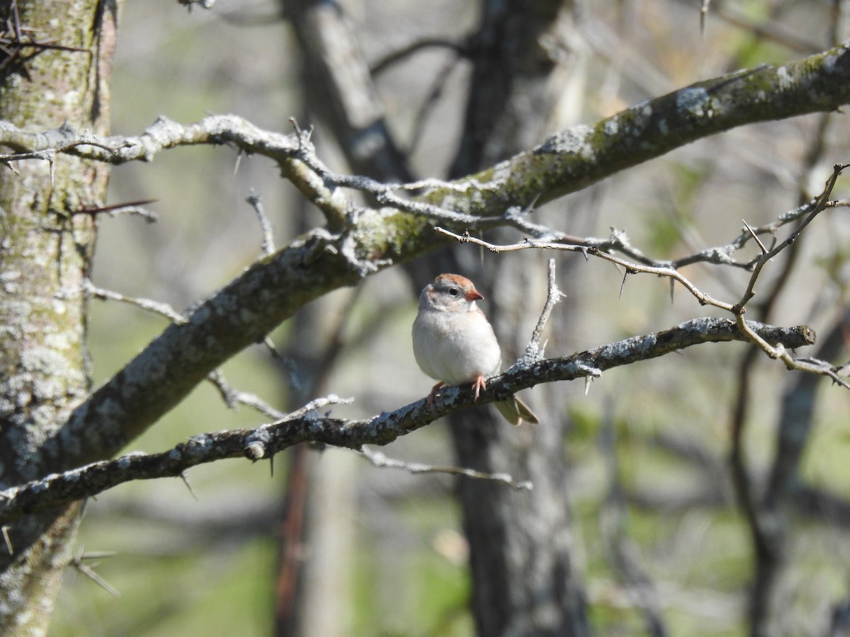 Field Sparrow - ML231765351