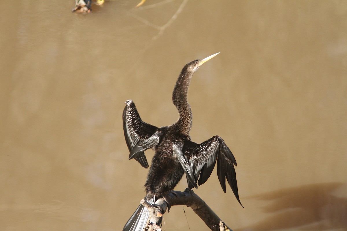 anhinga americká - ML23176881