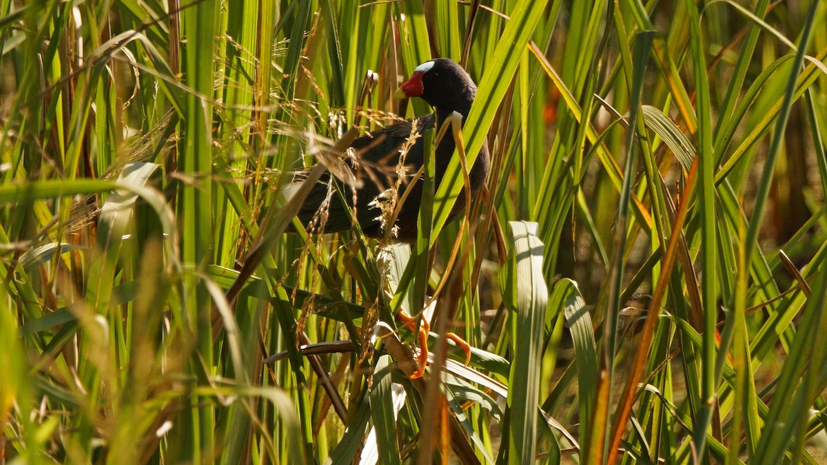 Purple Gallinule - Skipper Anding