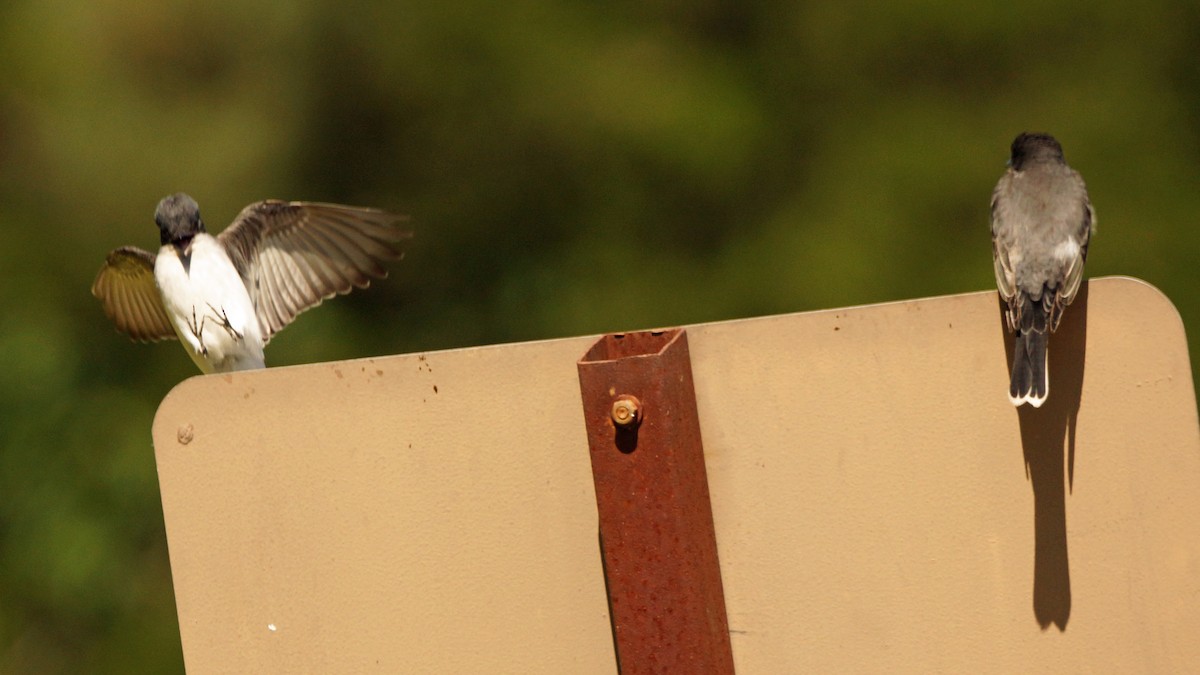 Eastern Kingbird - ML231770271