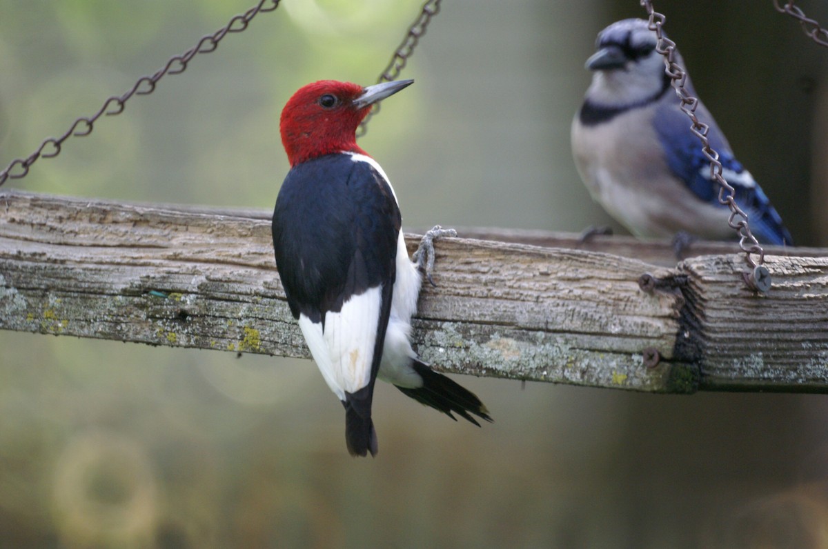 Red-headed Woodpecker - ML231770481