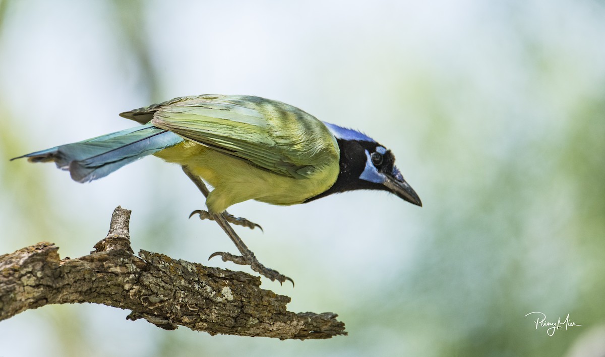 Green Jay - ML231770741