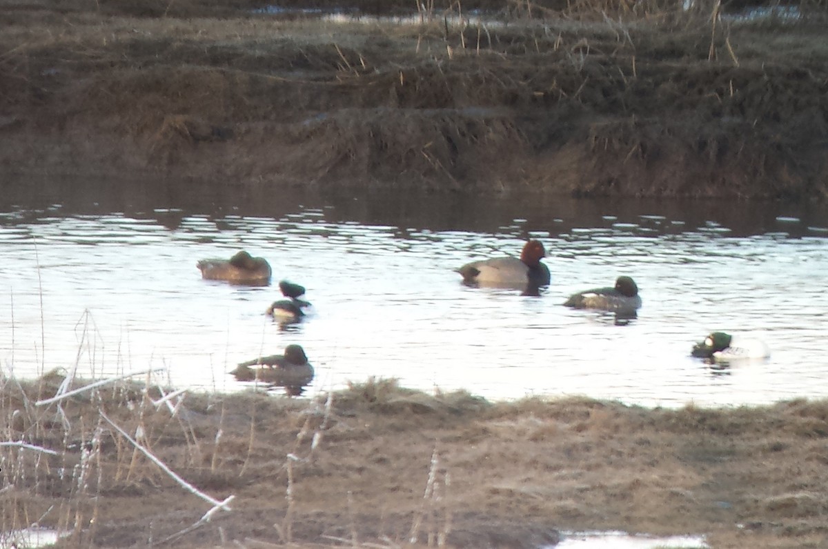 Redhead - ML23177181