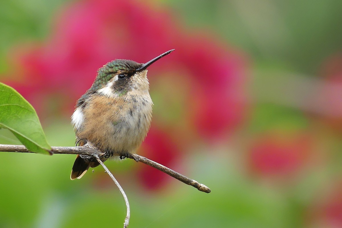 Slender-tailed Woodstar - ML231771971