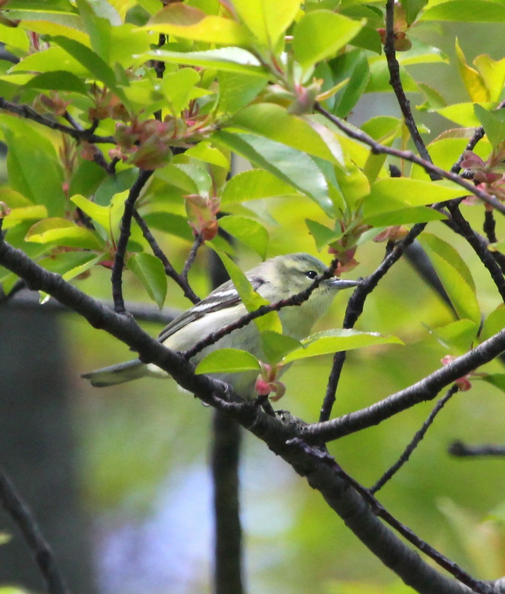 Cerulean Warbler - ML231773131