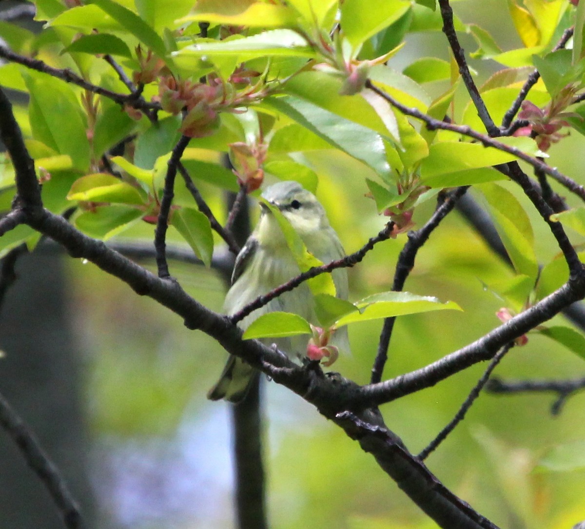 Cerulean Warbler - ML231773141