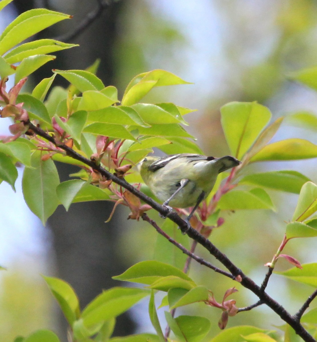 Cerulean Warbler - ML231773151