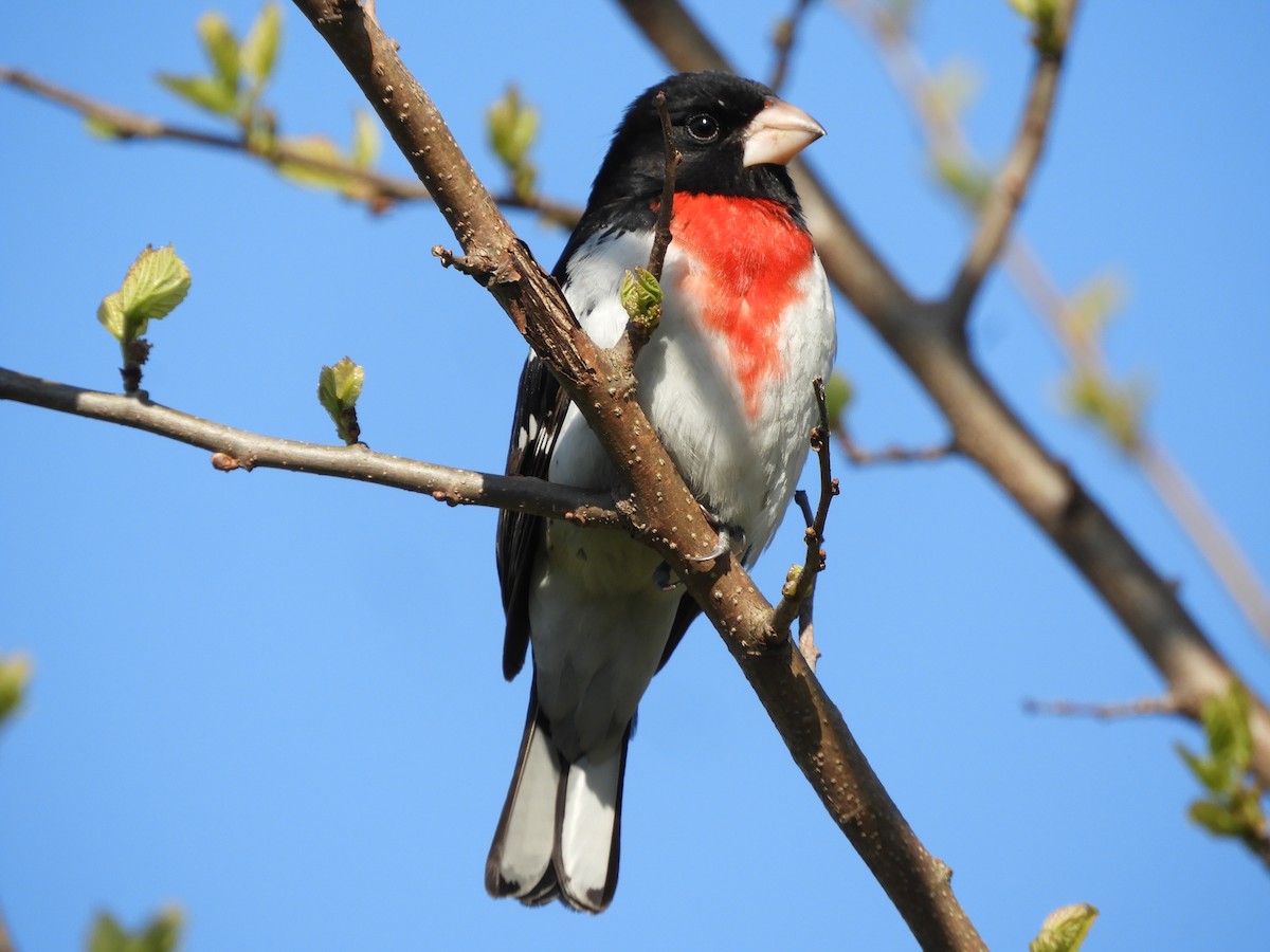 Rose-breasted Grosbeak - ML231774001