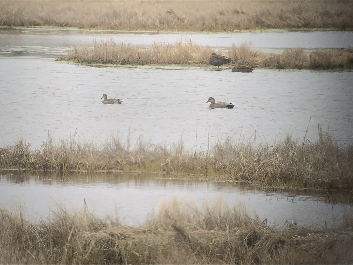 Gadwall - ML231775501