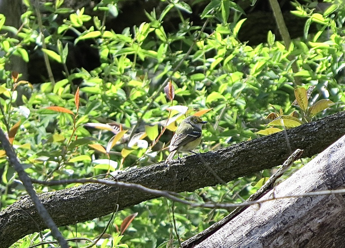 White-eyed Vireo - Barbara Quinlan