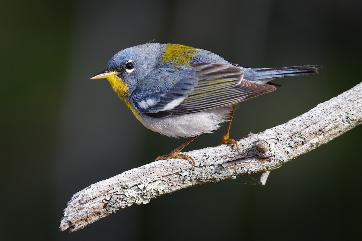 Northern Parula - ML231775831