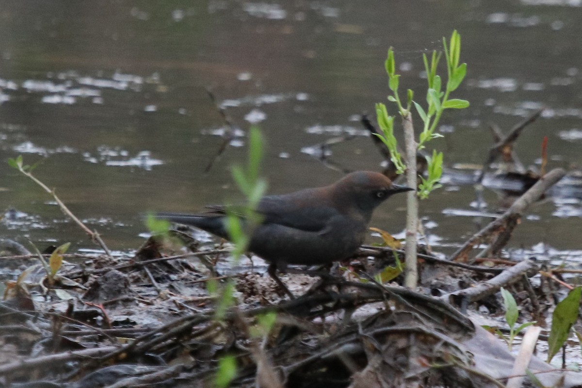 Rusty Blackbird - ML231776031