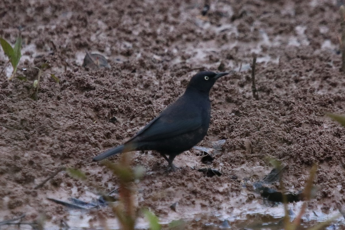 Rusty Blackbird - ML231776041