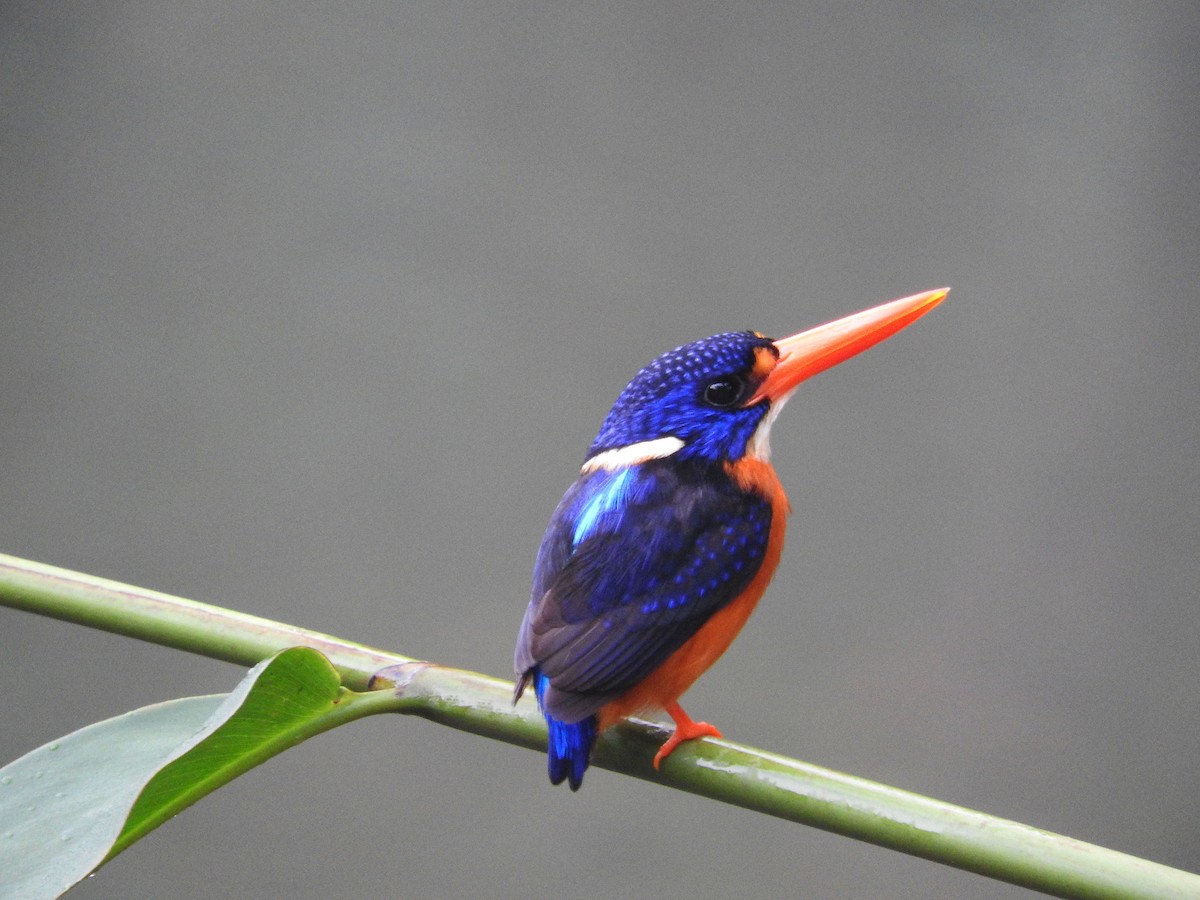 Moluccan Dwarf-Kingfisher (North Moluccan) - Pam Rasmussen