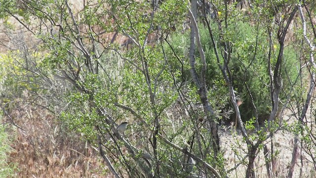 Black-tailed Gnatcatcher - ML231776991