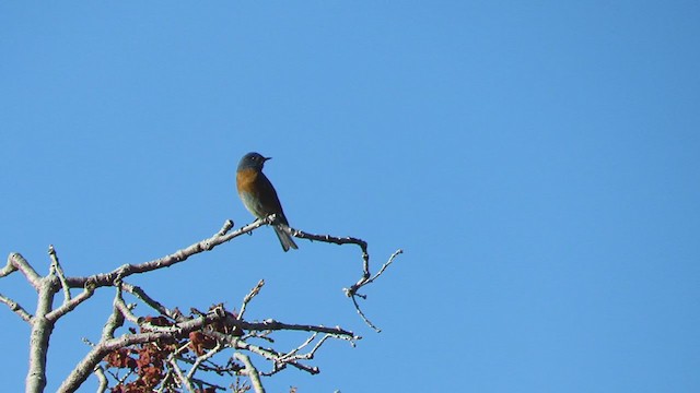 Western Bluebird - ML231778841