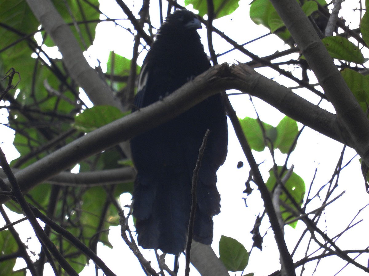 Goliath Coucal - ML23177891