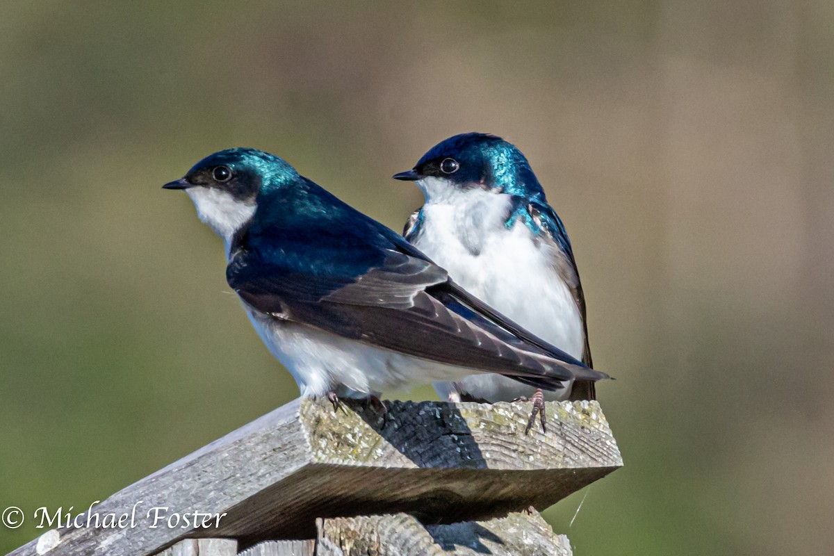 Golondrina Bicolor - ML231778911