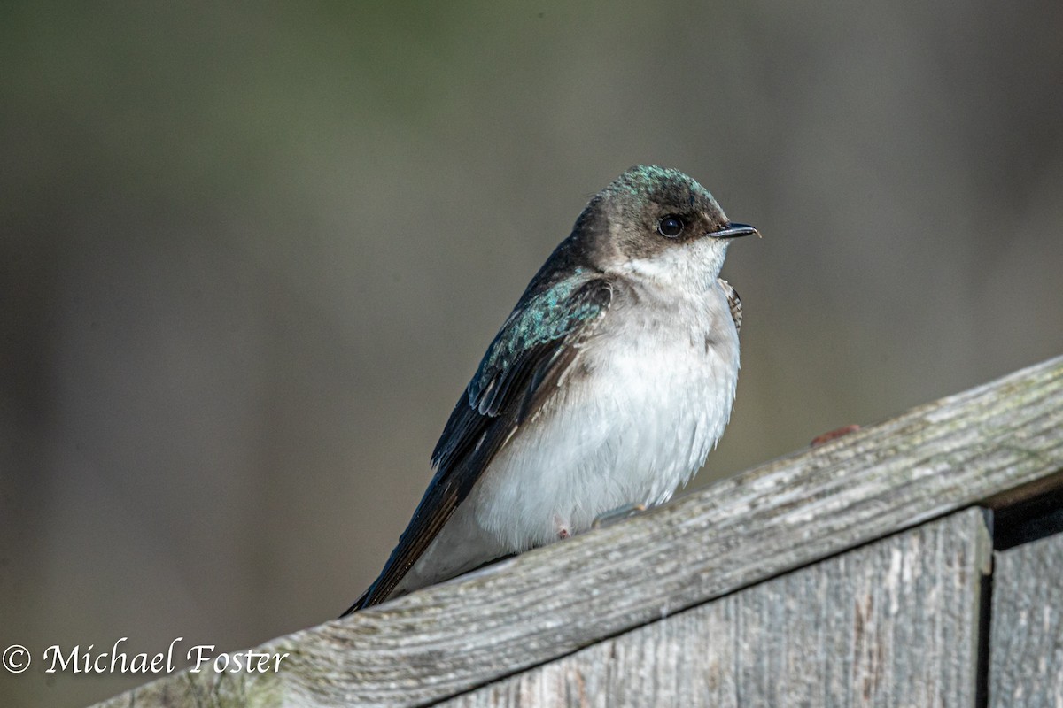 Tree Swallow - Michael Foster