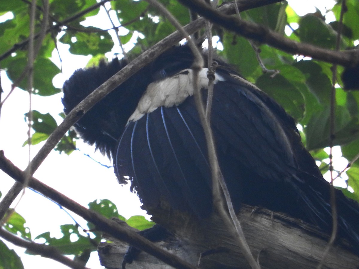 Goliath Coucal - ML23177911