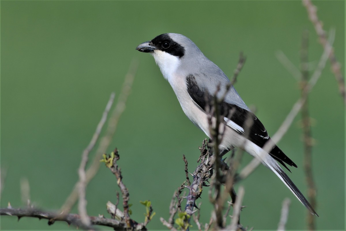 Lesser Gray Shrike - Haldun Savaş