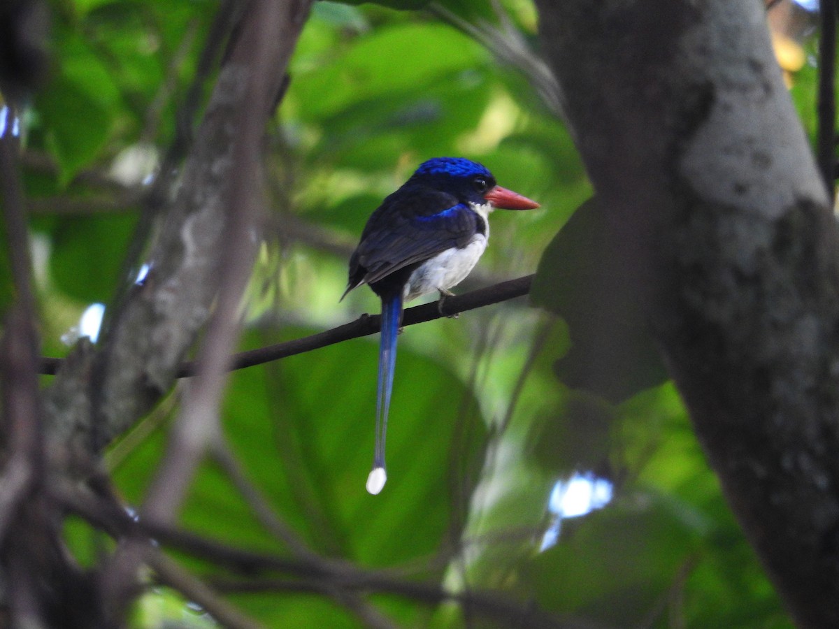 Common Paradise-Kingfisher - ML23178231