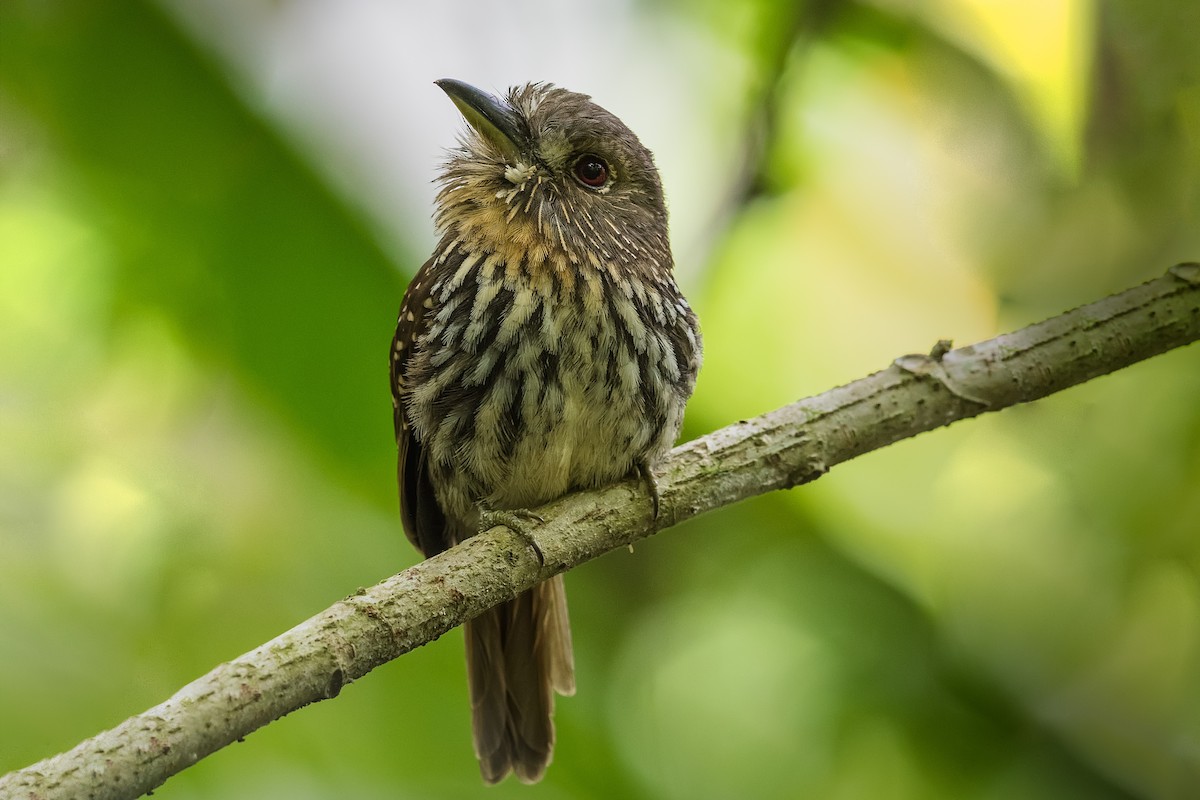 White-whiskered Puffbird - Stefan Hirsch