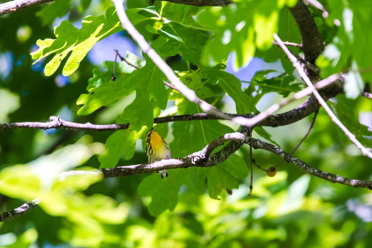 Blackburnian Warbler - ML231783581