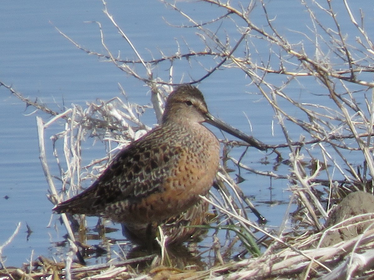 Long-billed Dowitcher - Bryant Olsen