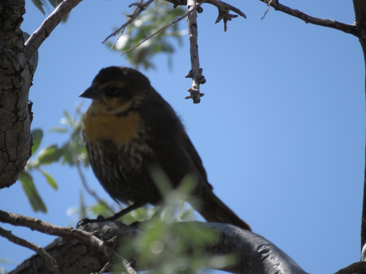 Yellow-headed Blackbird - Bryant Olsen