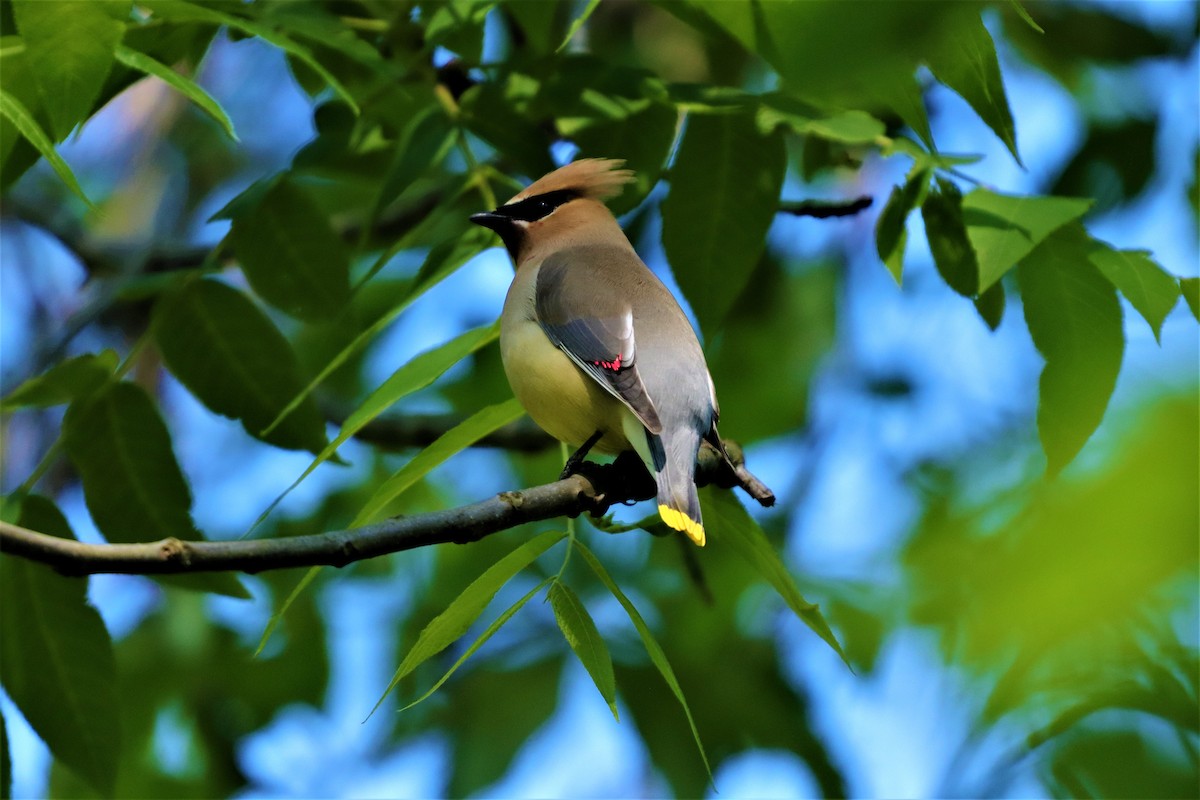 Cedar Waxwing - ML231784691
