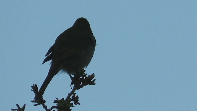 Green-tailed Towhee - ML231785171