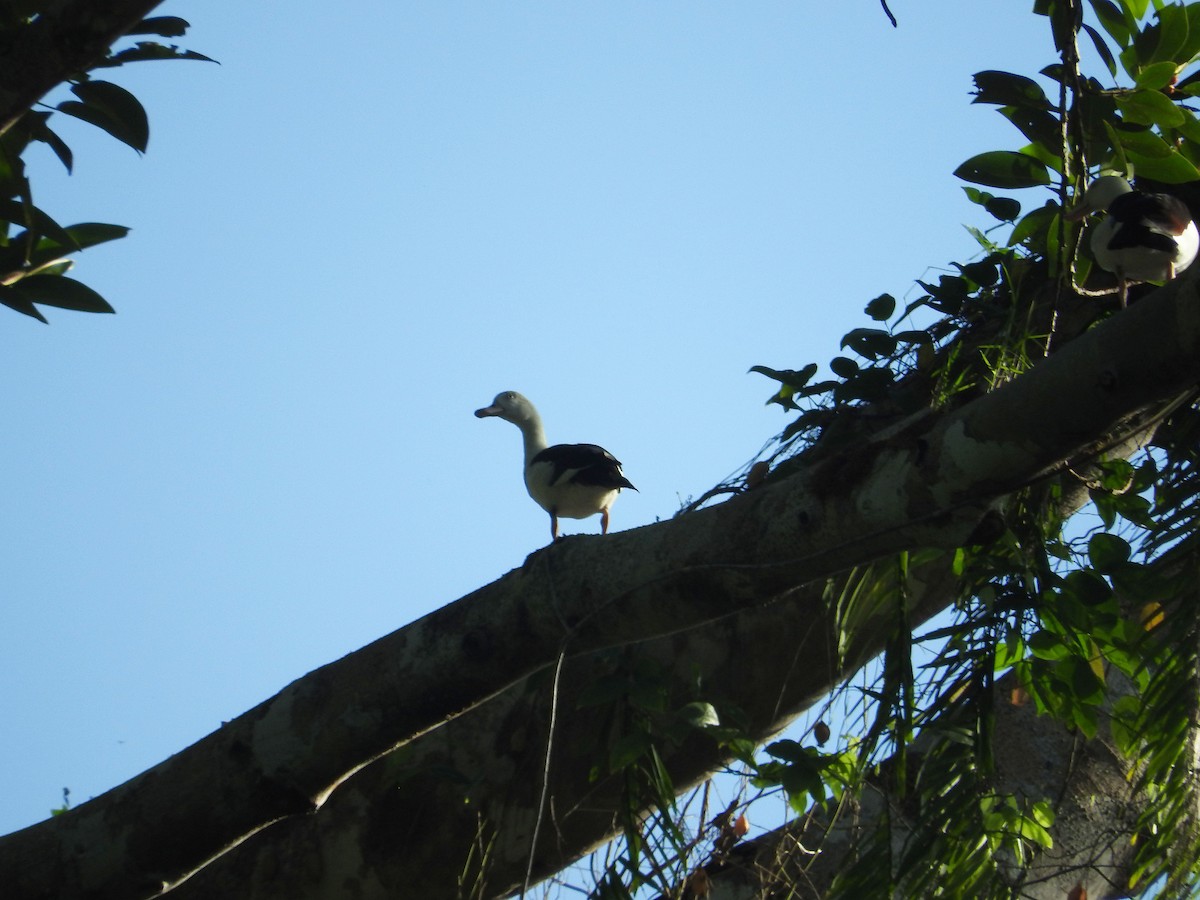 Radjah Shelduck - ML23178561