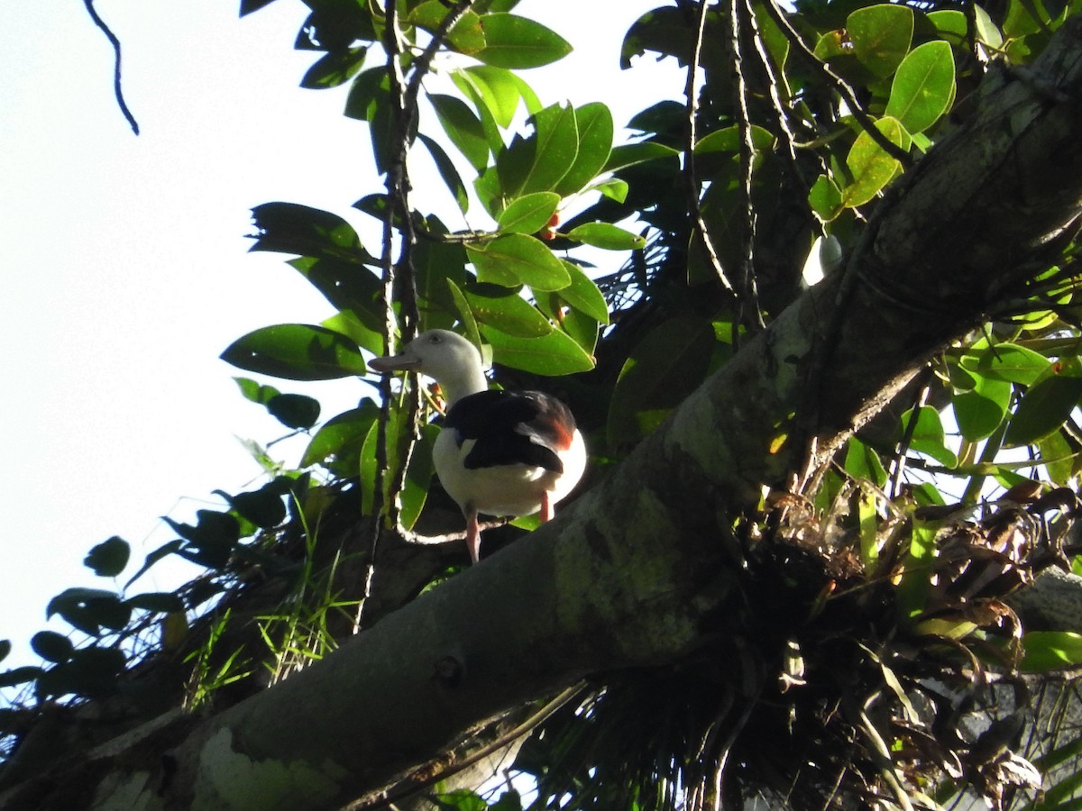 Radjah Shelduck - ML23178571