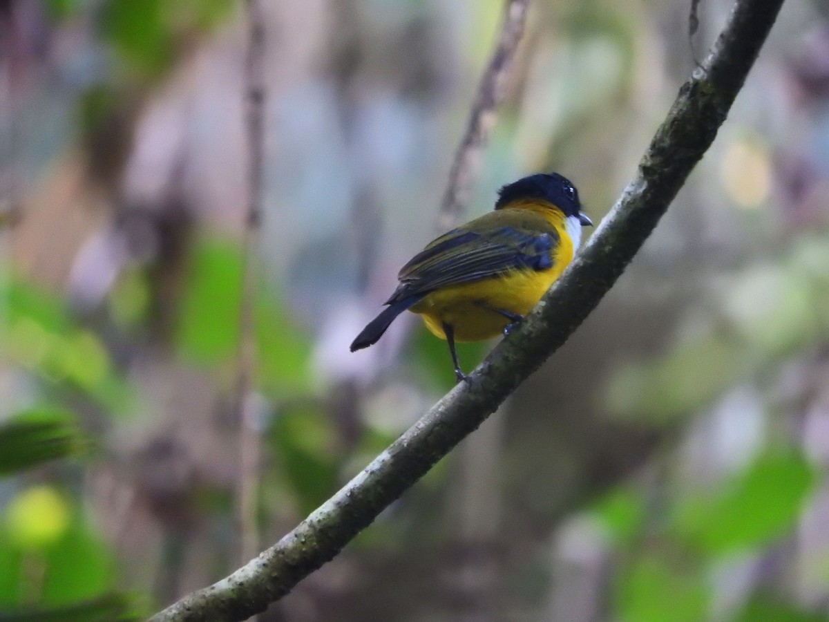 Black-chinned Whistler - ML23178681