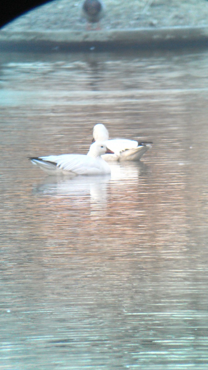 Snow x Ross's Goose (hybrid) - ML23178891