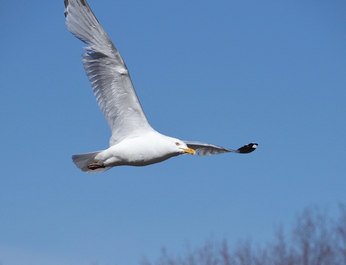 Herring Gull - ML231788961