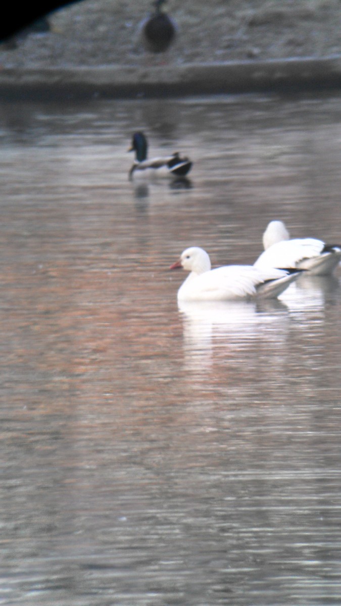 Snow x Ross's Goose (hybrid) - ML23178911
