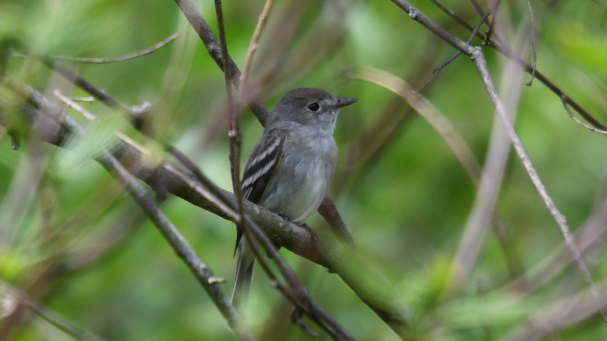 Least Flycatcher - ML231789671