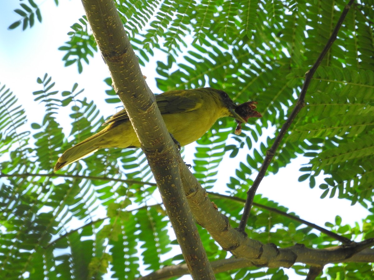 Halmahera Golden-Bulbul - ML23179001