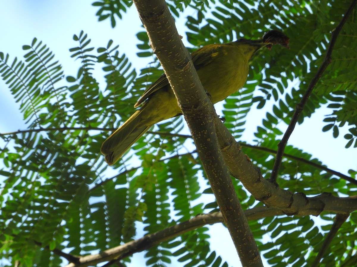 Halmahera Golden-Bulbul - ML23179021