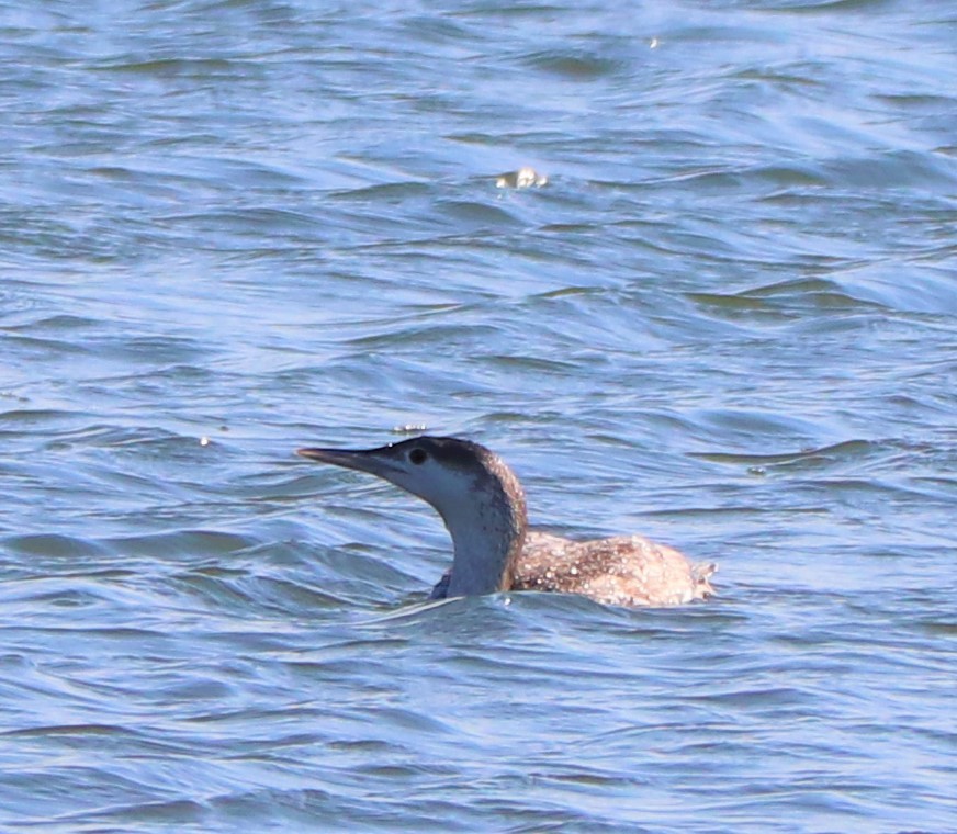 Red-throated Loon - ML231790661
