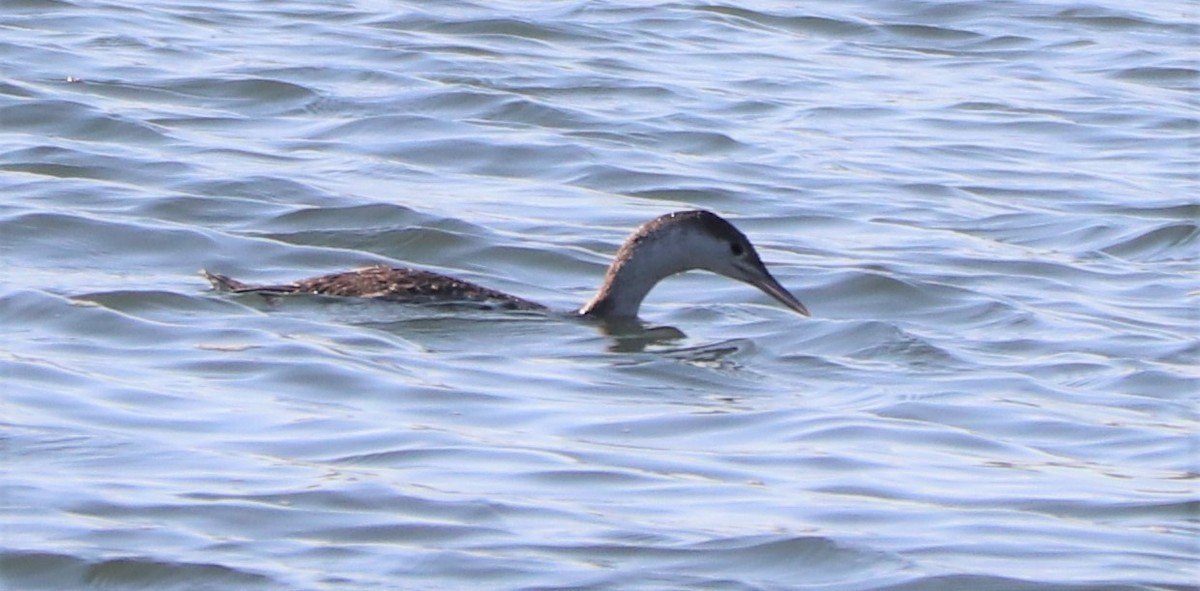 Red-throated Loon - ML231790811