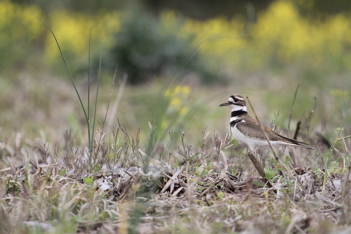 Killdeer - ML231791091